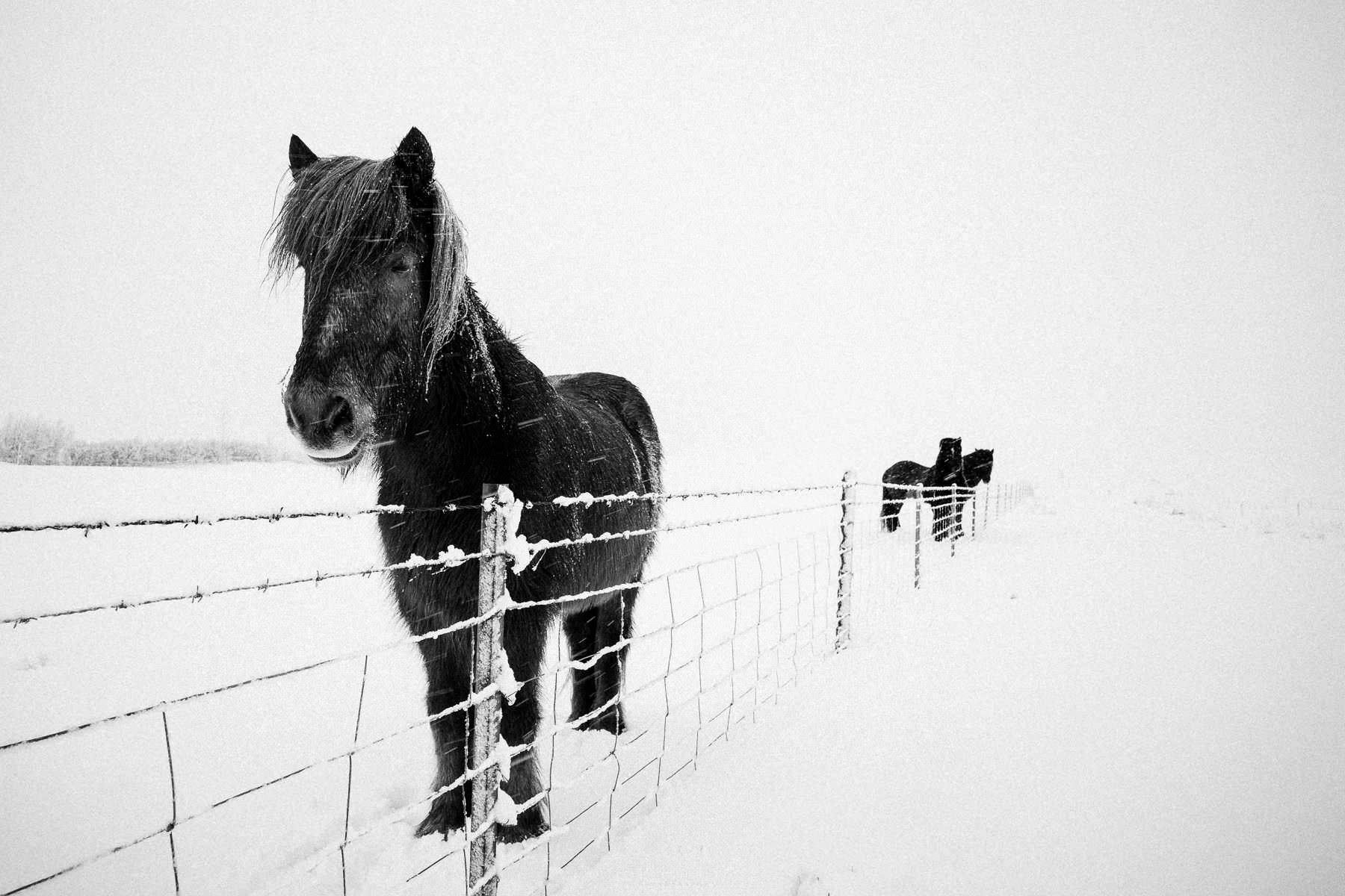 iceland fludir arborg 0011 - Iceland – Snowstorm between Fludir and the Highlands