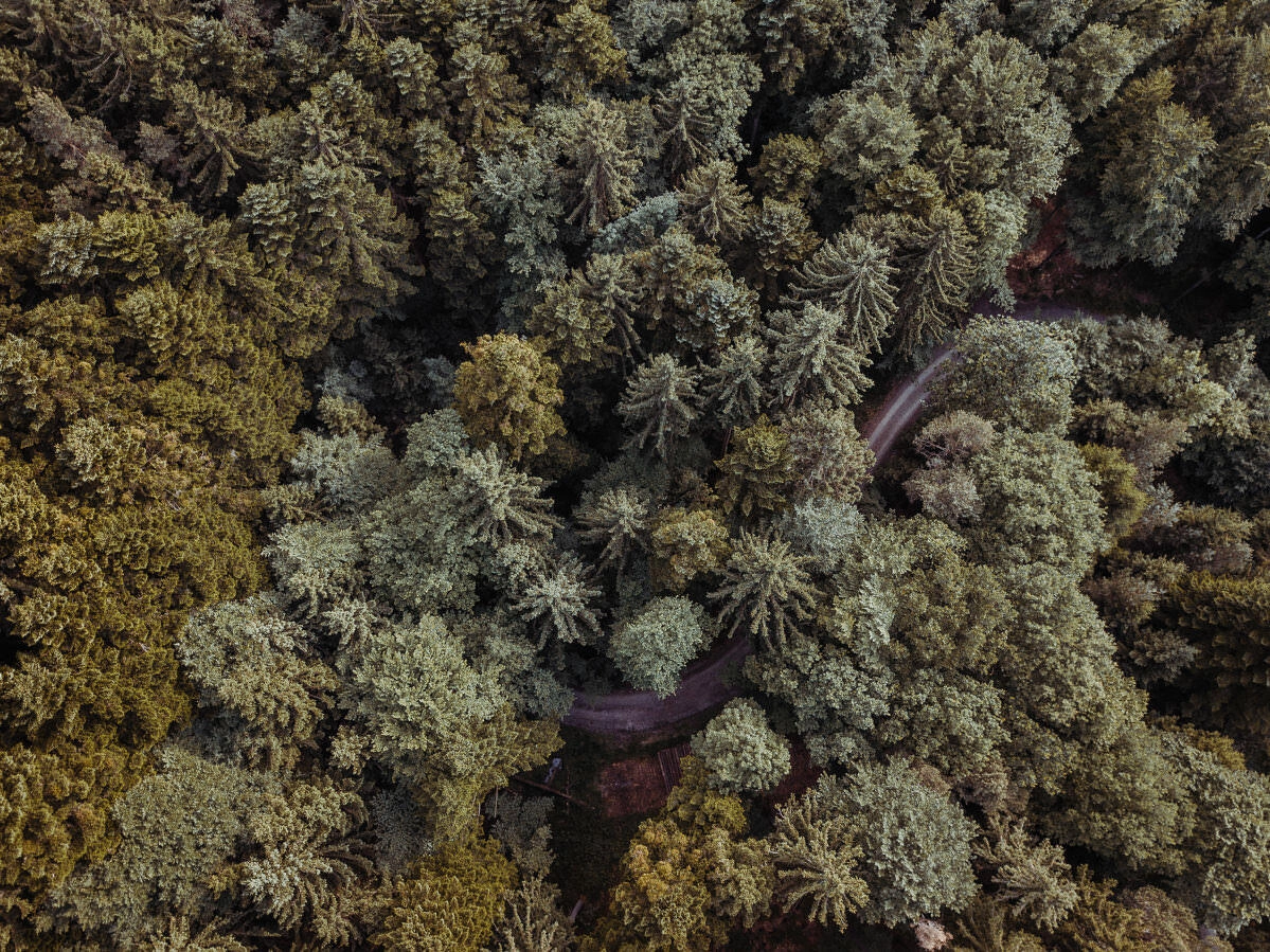 luftbild drohne bodensee gehrenberg wald 0004 - Luftaufnahmen vom Gehrenberg