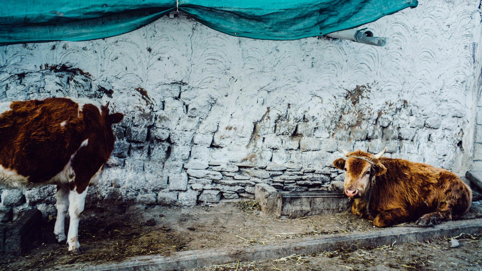 tibet tsetang yumbulhakhang trandruk lhakang 0030 - Tsetang y Yumbulakhang